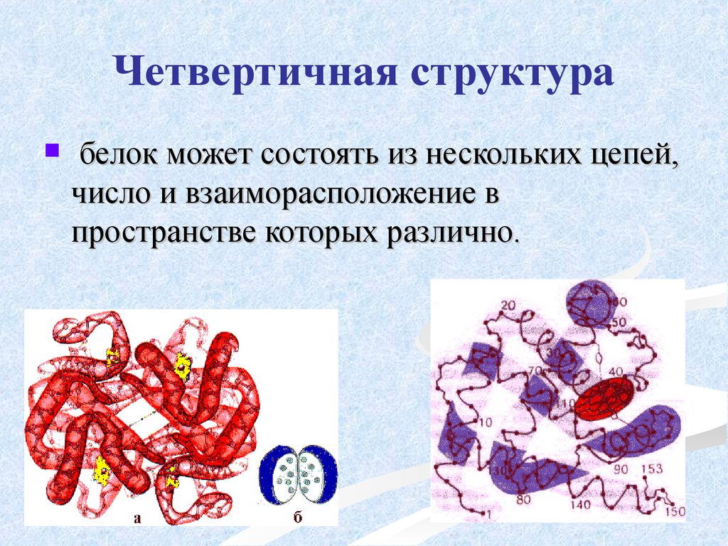 Четвертичная структура белков. Четвертичная структура организации белковой молекулы. Четвертичная структура белка. Четвертичная структура белка связи. Четвертичная структура.