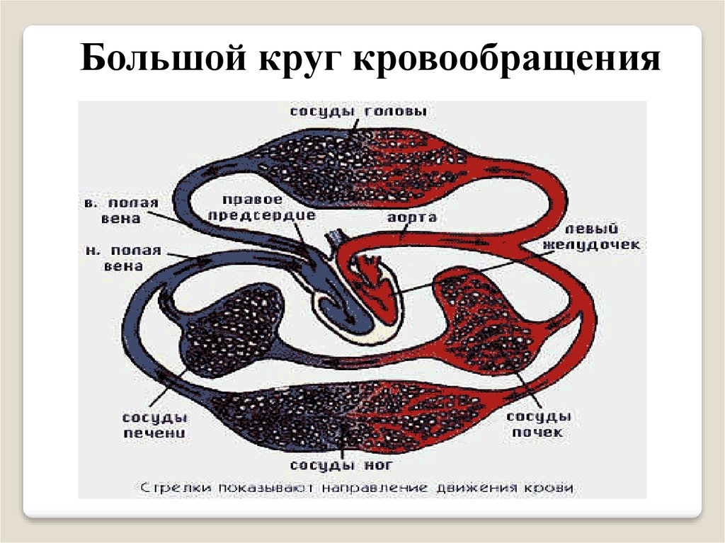 Для птиц характерно полное разделение кругов кровообращения. Моллюски круги кровообращения. Два круга кровообращения имеют. Сколько кругов кровообращения у насекомых. У улиток два круга кровообращения.