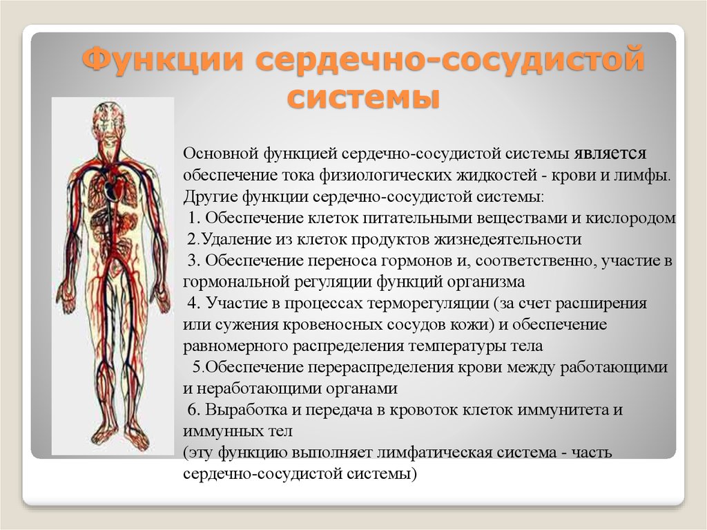 Основные функции кровообращения. Функции сердечно-сосудистой системы человека. Строение сердечно сосудистой системы. Анатомия и функции сердечно-сосудистой системы. Кровеносная система человека.