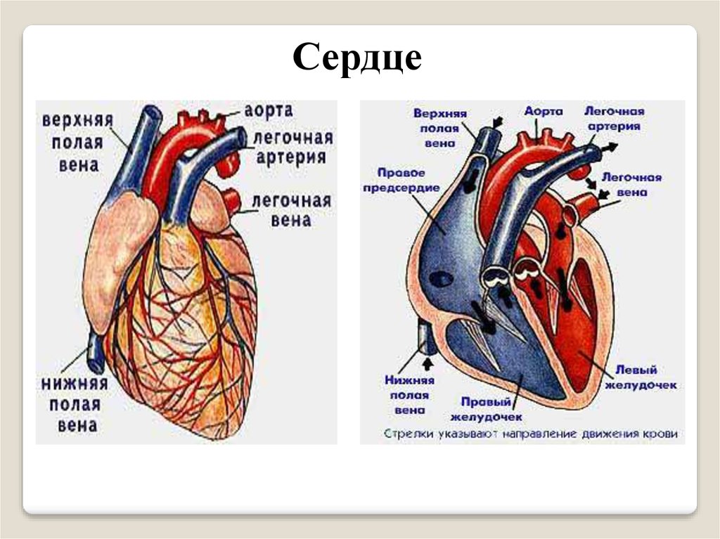 Верхняя и нижняя полые вены сердце