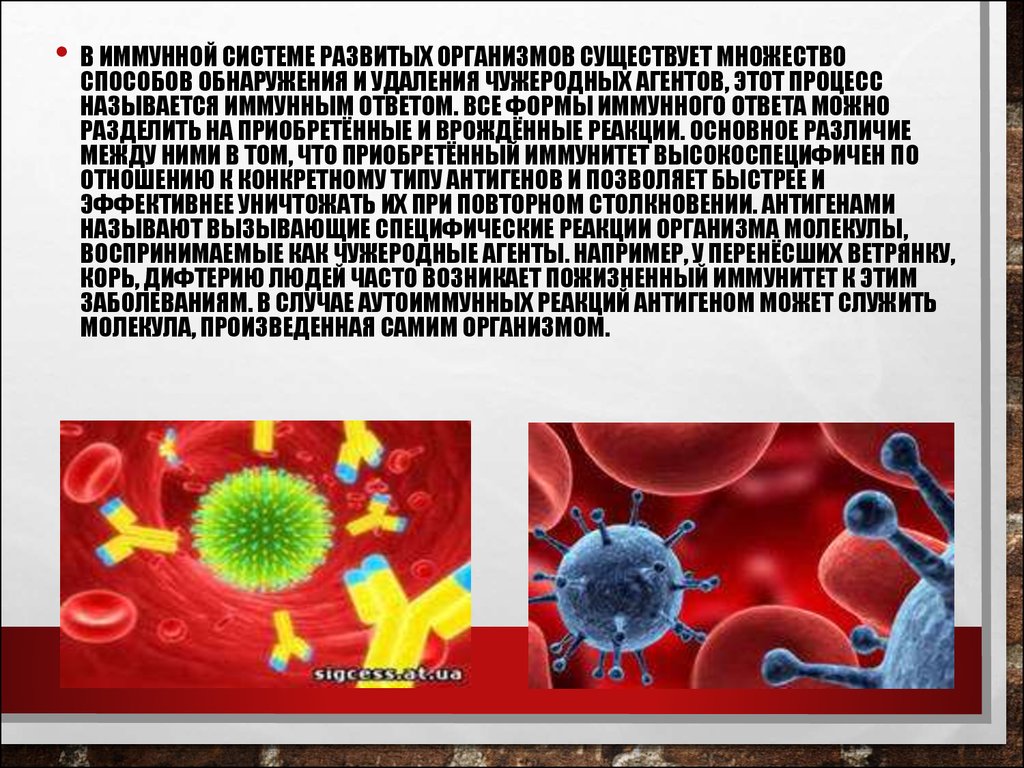 Учение об иммунитете презентация