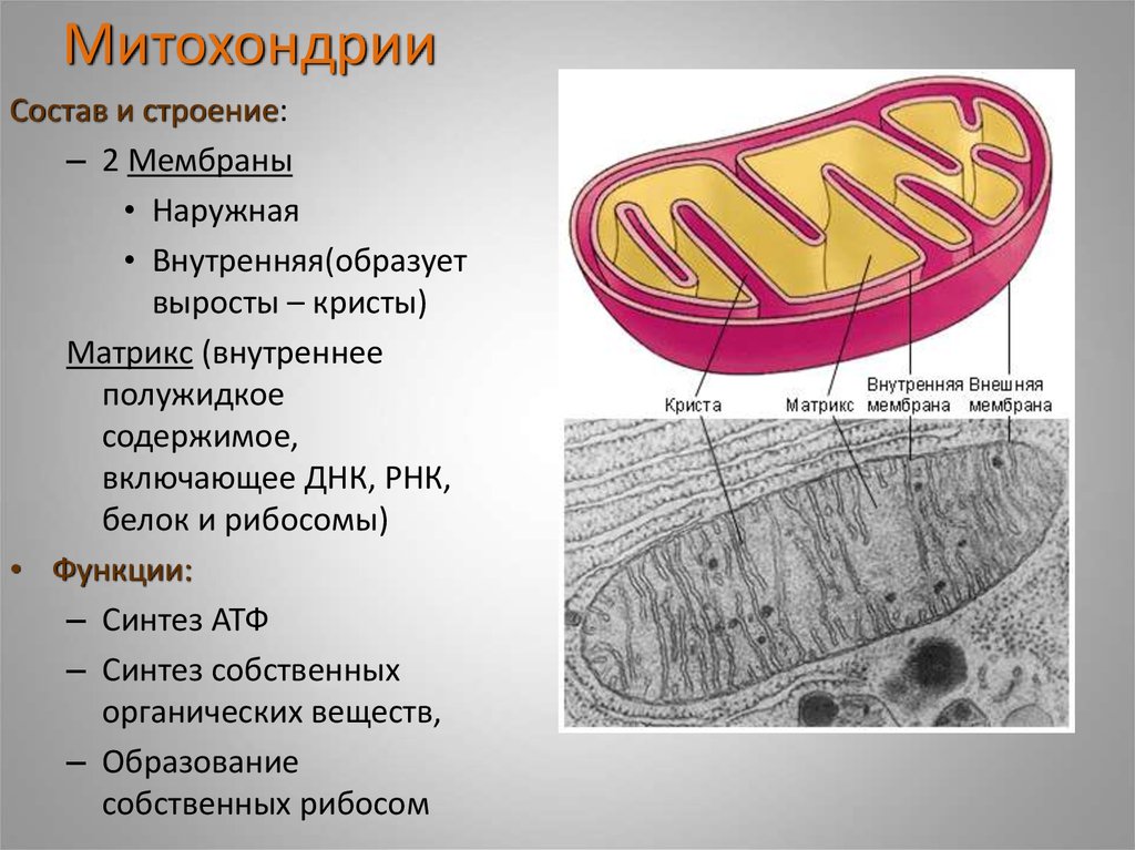 В каких клетках содержится митохондрия. Строение Крист митохондрий. Состав и строение митохондрии. Митохондрии состав строение и функции. Мембрана митохондрий.