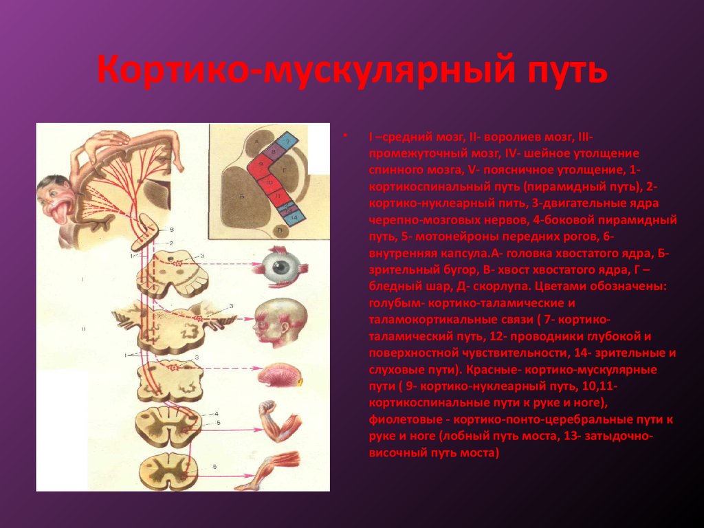 Общая симптоматология нервных болезней презентация