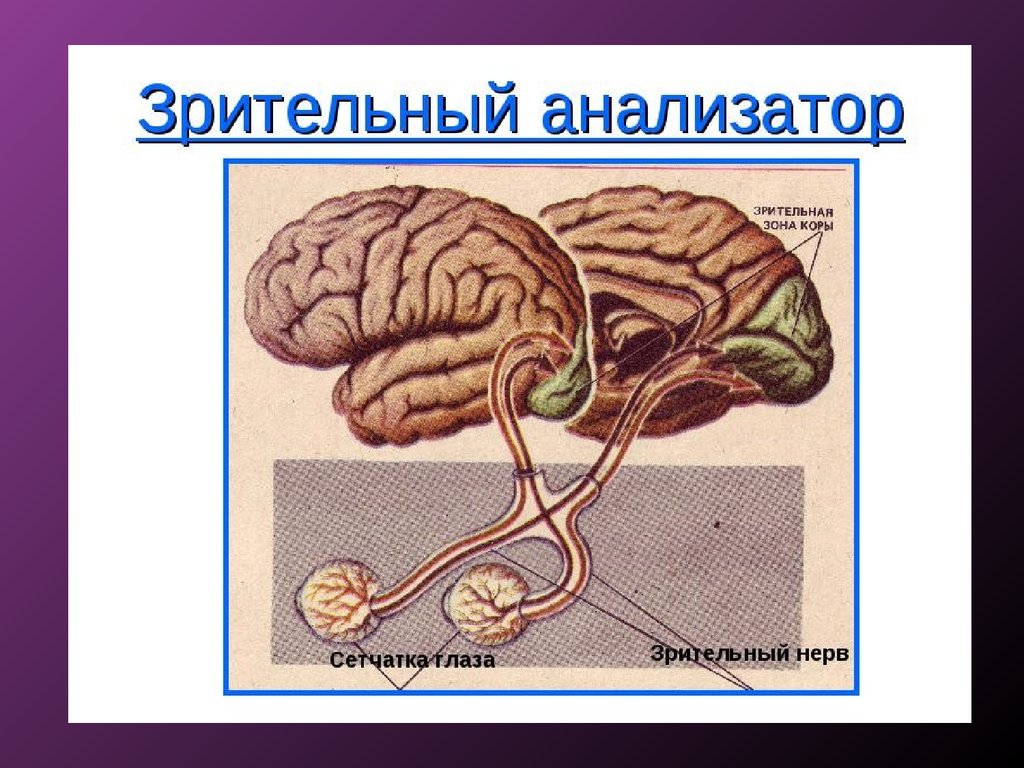 Общая симптоматология нервных болезней презентация