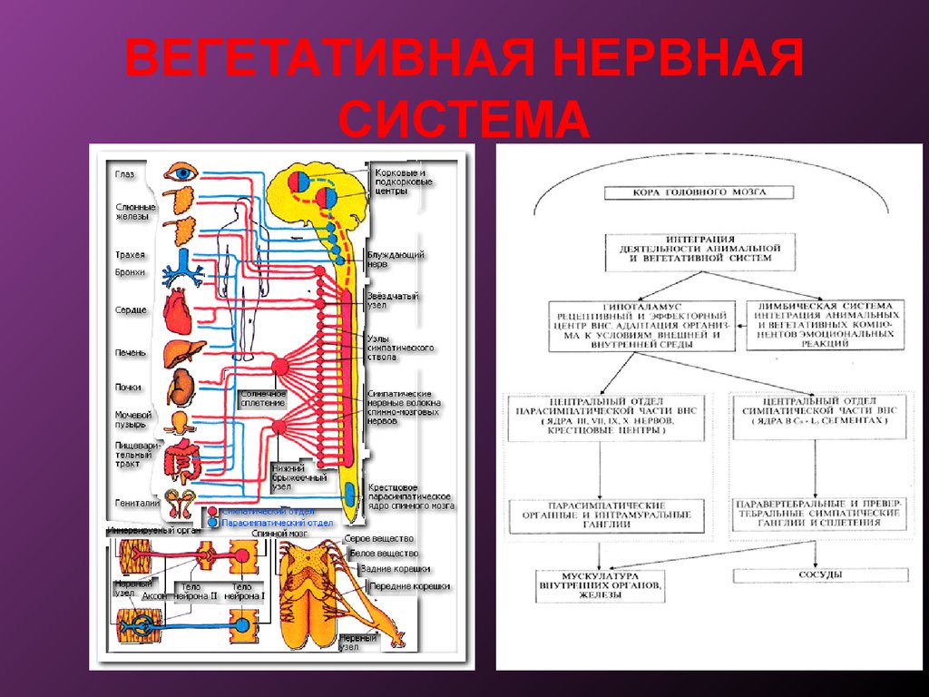 Работа соматической нервной системы подчинена воле человека. Схема вегетативной автономной нервной системы. Вегетативная нервная система 9 класс. Вегетативная нервная система таблица 8 класс биология. Схема строения вегетативной и соматической нервной системы.