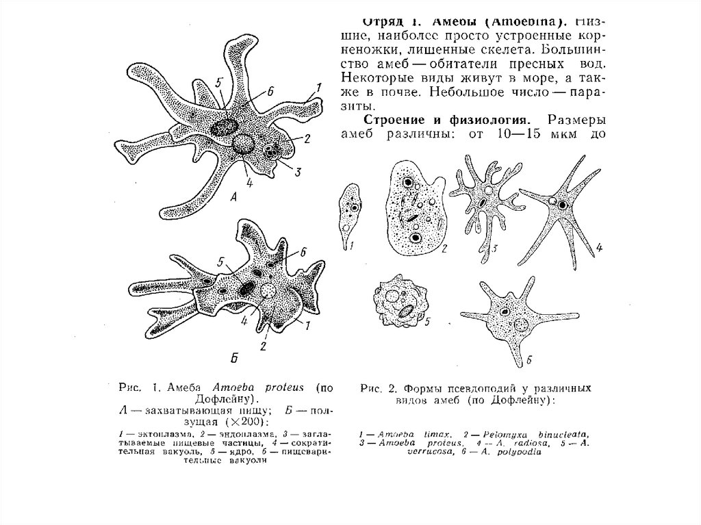 представители голых амеб