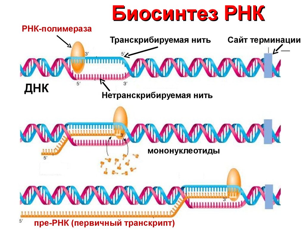 Схема транскрипции рнк