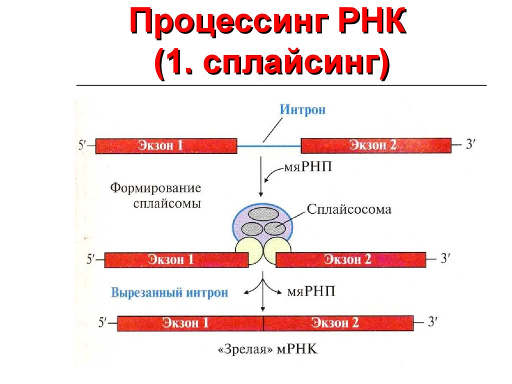 Синтез пре рнк