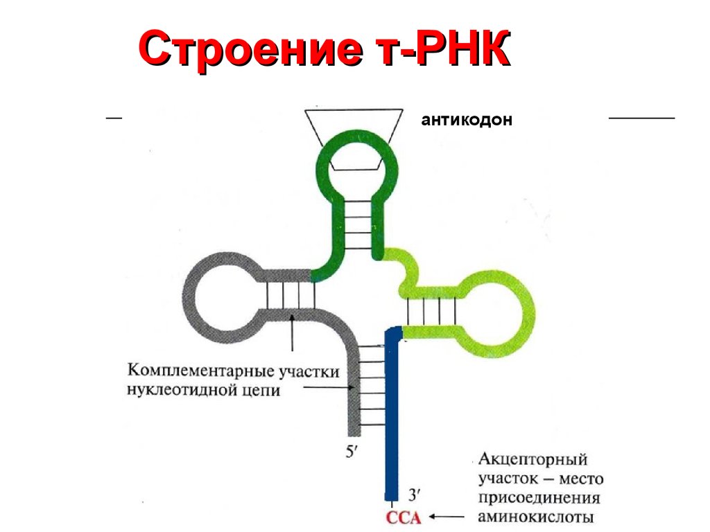 Строение т. Строение транспортной РНК. Строение транспортной РНК схема. Схема строения молекулы ТРНК. Схема молекулы ТРНК.