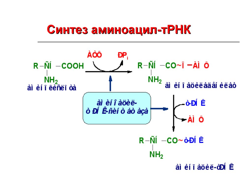 Схема образования аминоацил трнк