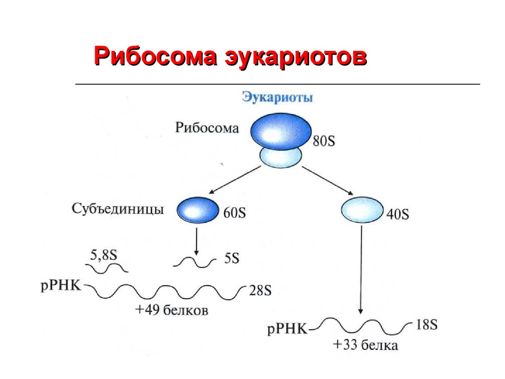 Строение рибосомы