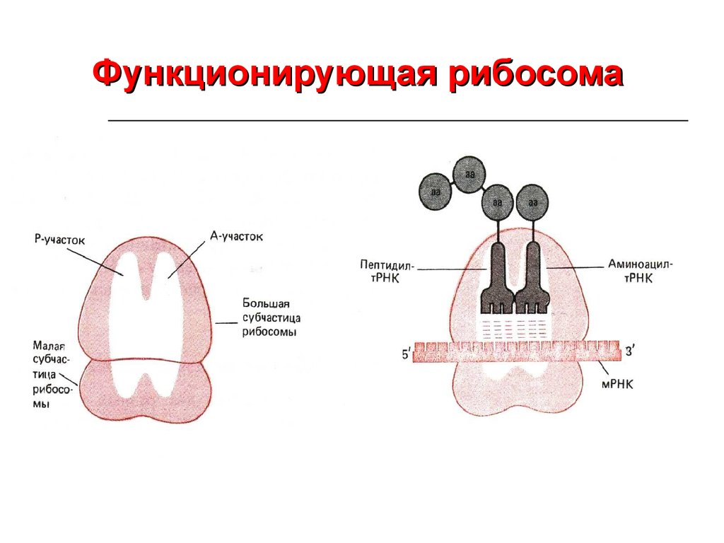 Обмен в рибосомах. А И П центр рибосомы. Функциональные участки рибосом. Строение рибосомы аминоацильный. Активный центр рибосомы а центр функция.