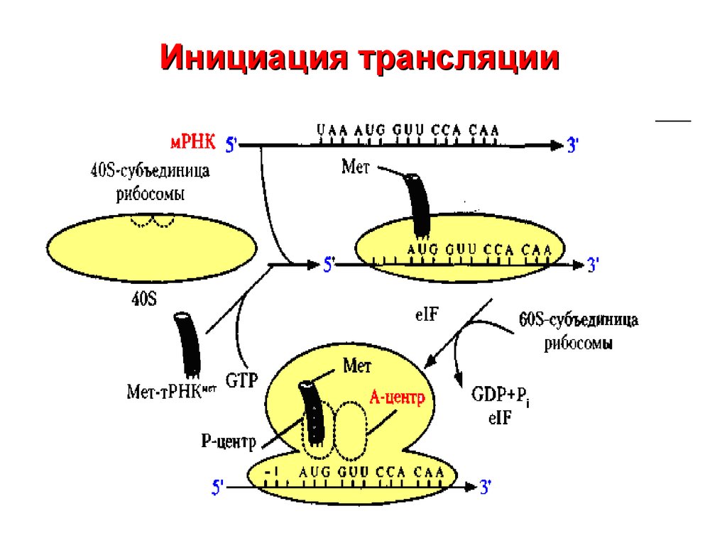 Схема трансляции биохимия