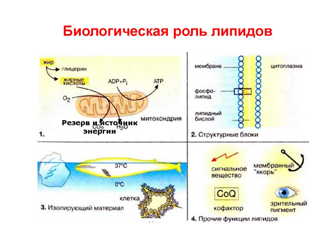 Общее свойство липидов