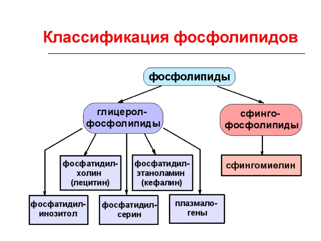 Классификация липидов. Классификация липидов липиды фосфолипиды. Классификация липидов фосфолипиды. Классификацияфосфолипидоы. Основные группы фосфолипидов.