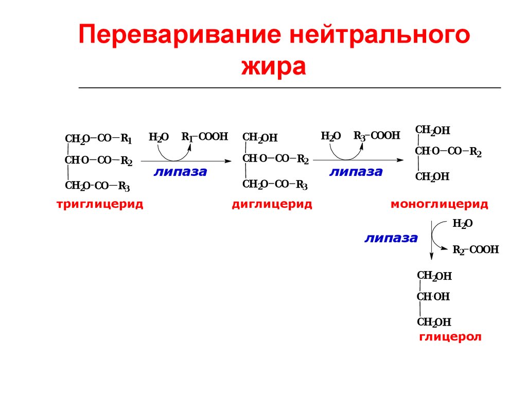 Приведите схему гидролиза белка