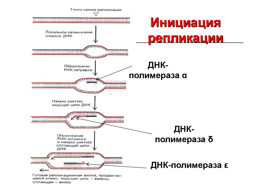 Ферменты репликации эукариот. Схема инициации репликации. Инициация репликации ДНК схема. Инициация репликации ДНК схема процесса. Репликация ДНК инициация элонгация терминация.