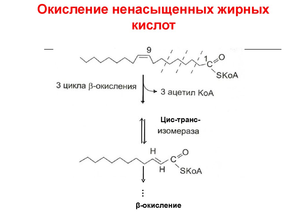 Окисление жирных кислот. Альфа окисление жирных кислот. Омега окисление жирных кислот биохимия. Окисление жирных кислот до ацетил КОА. Альфа окисление жирных кислот биохимия.