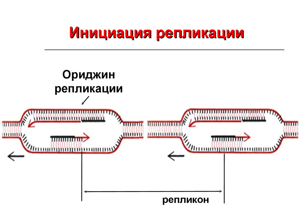 3 этапа репликации. Этапы репликации ДНК инициация. Схема инициации репликации. Инициация репликации – образование репликативной вилки.. Инициация репликации ДНК схема процесса.