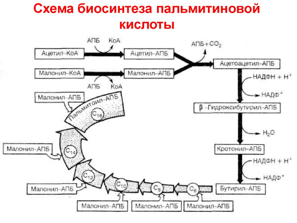 Биосинтез жирных кислот схема