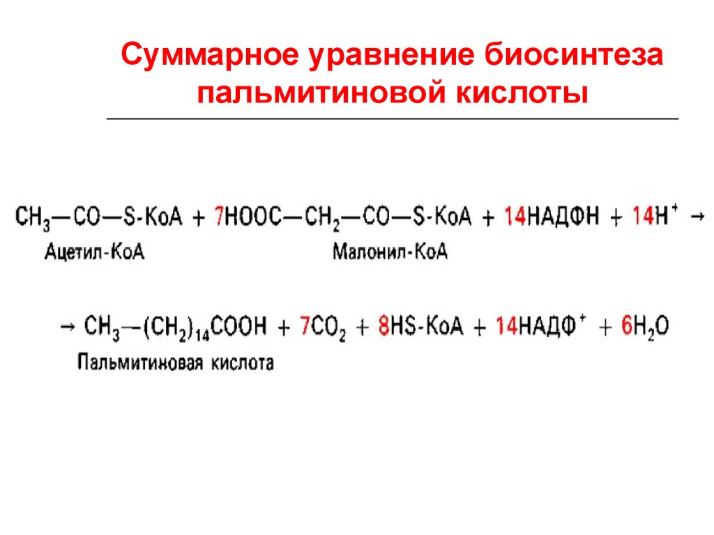 Трипальмитин гидролиз. Суммарное уравнение биосинтеза пальмитиновой кислоты. Суммарное уравнение синтеза пальмитиновой кислоты. Первый цикл синтеза пальмитиновой кислоты. Синтез жирных кислот из ацетил КОА реакции.