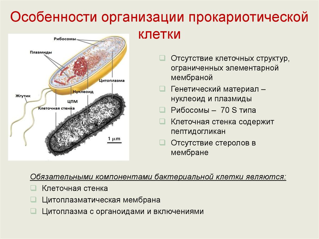 У прокариот отсутствуют. Особенности строения прокариотической клетки. Строение клетки прокариот бактерии. Функции структура прокариотической клетки. Основные структуры бактериальной клетки кратко.