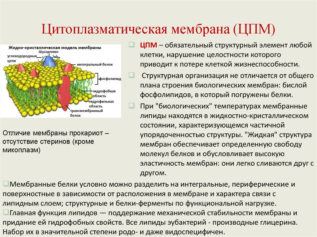 Мембрана это. ЦПМ цитоплазматическая мембрана функции. Строение наружной цитоплазматической мембраны. Наружная цитоплазматическая клеточная мембрана. ЦПМ цитоплазматическая мембрана.