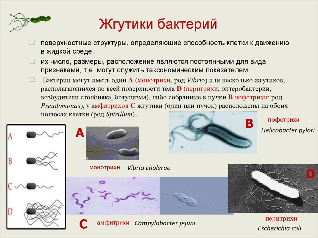 Состав жгутиков бактерий. Структура жгутика бактерий. Строение бактериальных жгутиков. Жгутики бактерий микробиология. Жгутики амфитрихи.