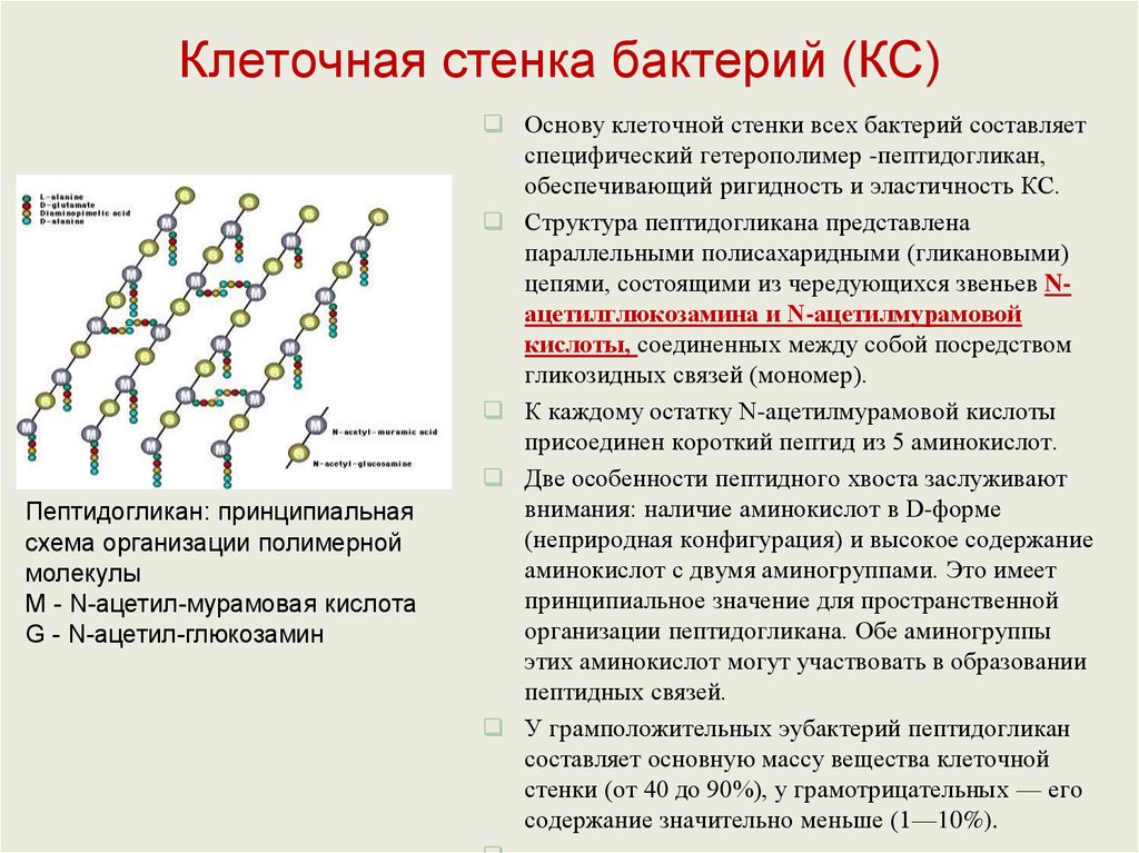 Клеточная стенка из хитина