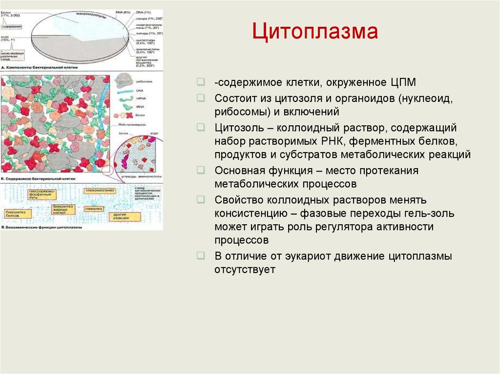 Органоид в цитоплазме клеток. Строение цитоплазмы бактерий. Функции цитоплазмы у бактерий микробиология. Функции цитоплазмы бактерий. Химический состав цитоплазмы бактериальной клетки.