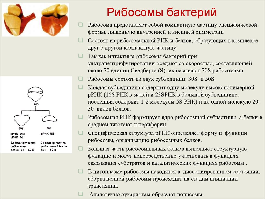 Состоит из рнк и белков. Рибосомы бактерий строение. Функции большой субъединицы рибосомы. Рибосомы бактерий функции. Малая субъединица рибосомы функции.