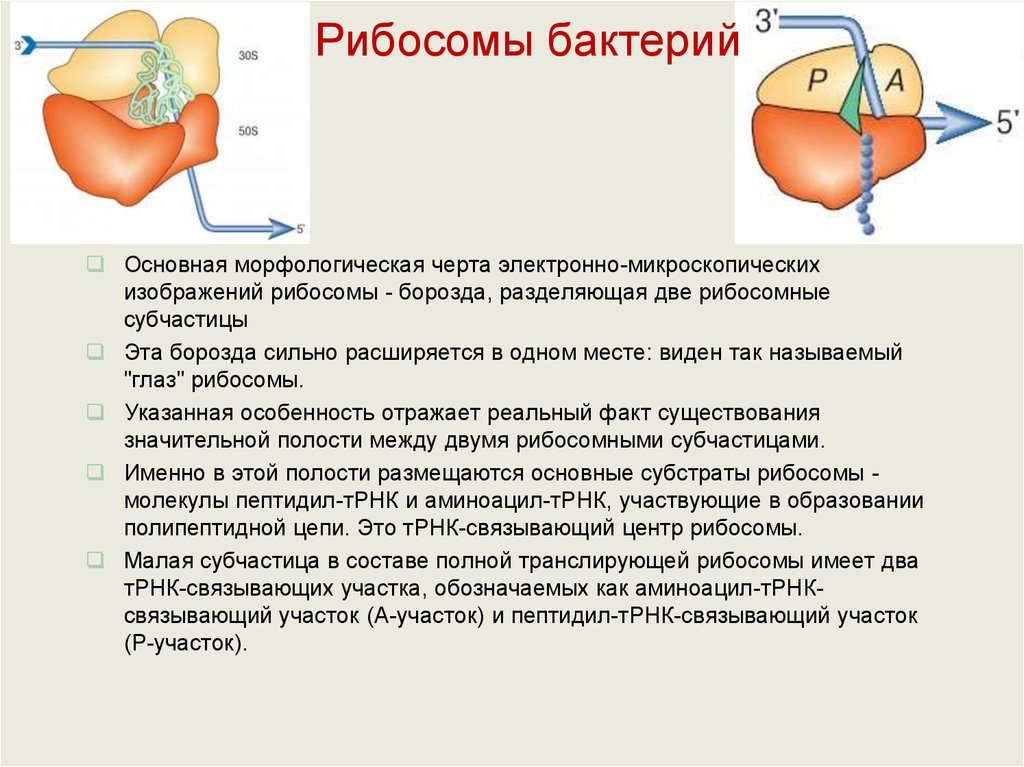 Клетка бактерий рибосомы. Рибосомы бактерий строение. Рибосомы функции и методы выявления. Рибосомы бактериальной клетки. Функции рибосом бактериальной клетки.