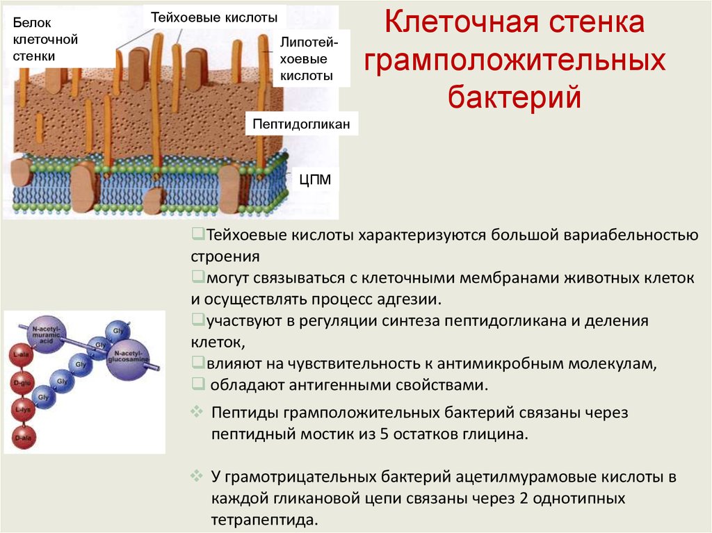 В состав клеточной стенки входят. Клеточная стенка грамположительных бактерий строение функции. Состав клеточной стенки грамположительных бактерий. Структура клеточной стенки грамположительных. Основной компонент клеточной стенки грамположительных бактерий:.