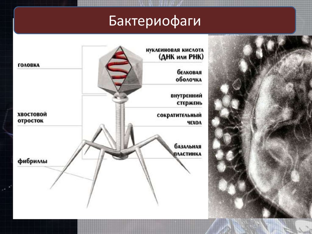 Наследственный аппарат вируса формы жизни бактериофаги. Неклеточные формы жизни бактериофаги. Схема строения вируса и бактериофага. Вирус бактериофаг. Головка бактериофага.