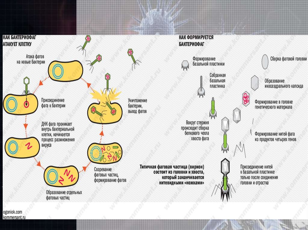 Наследственный аппарат вируса формы жизни бактериофаги. Жизненный цикл бактериофага схема. Бактериофаг строение и размножение. Строение и жизненный цикл бактериофага. Жизненный цикл бактерий.
