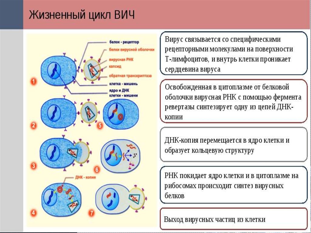 Жизненный цикл вич схема