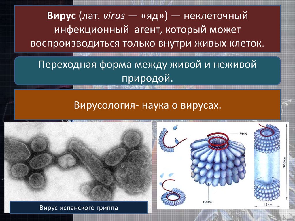 Какие неклеточные формы жизни проявляют признаки живого. Вирусы неклеточные формы. Вирусы неклеточные формы жизни. Вирусы биология 10 класс. Клеточная форма существования вирусов.