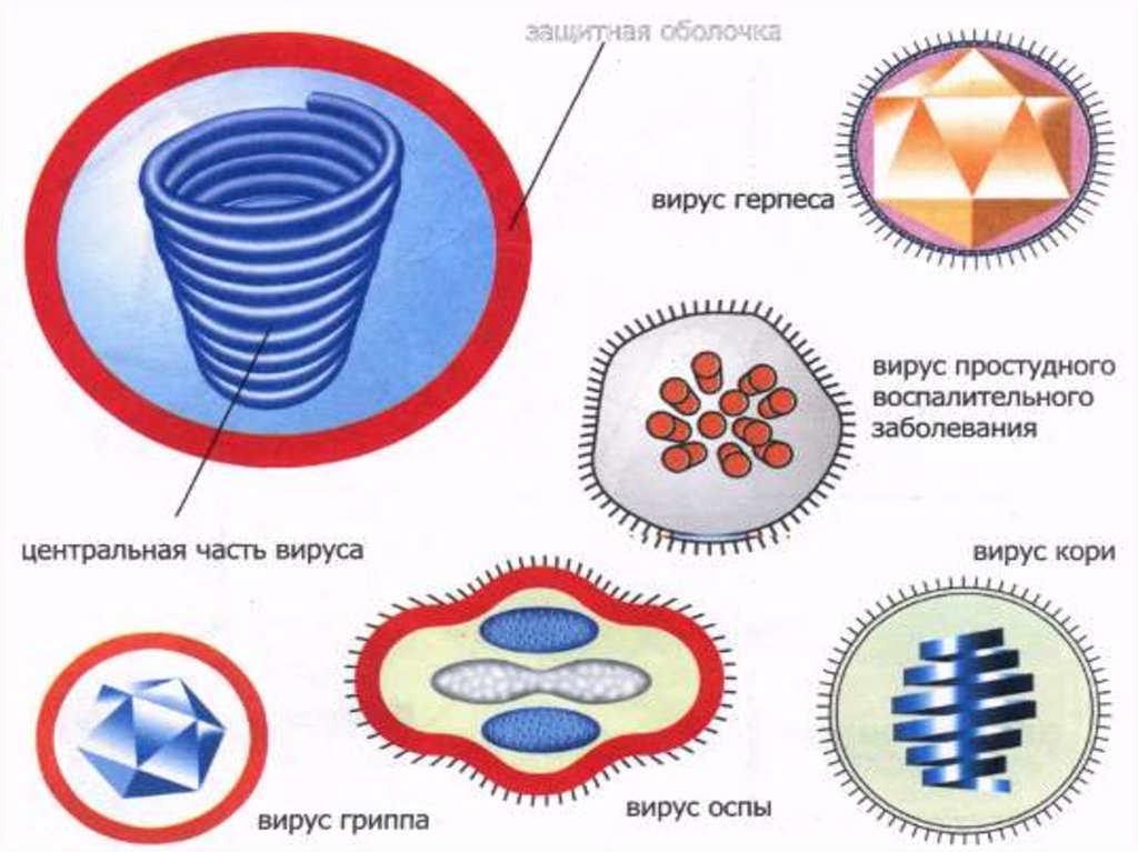 Нарисуйте формы и укажите размеры некоторых вирусов