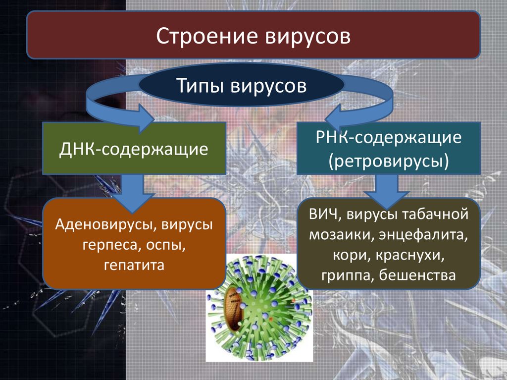 Неклеточные формы. Кднсодержающие вирусы. ДНК содержащие вирусы. Вирусы ДНК содержащие и РНК содержащие. Виды РНК содержащих вирусов.