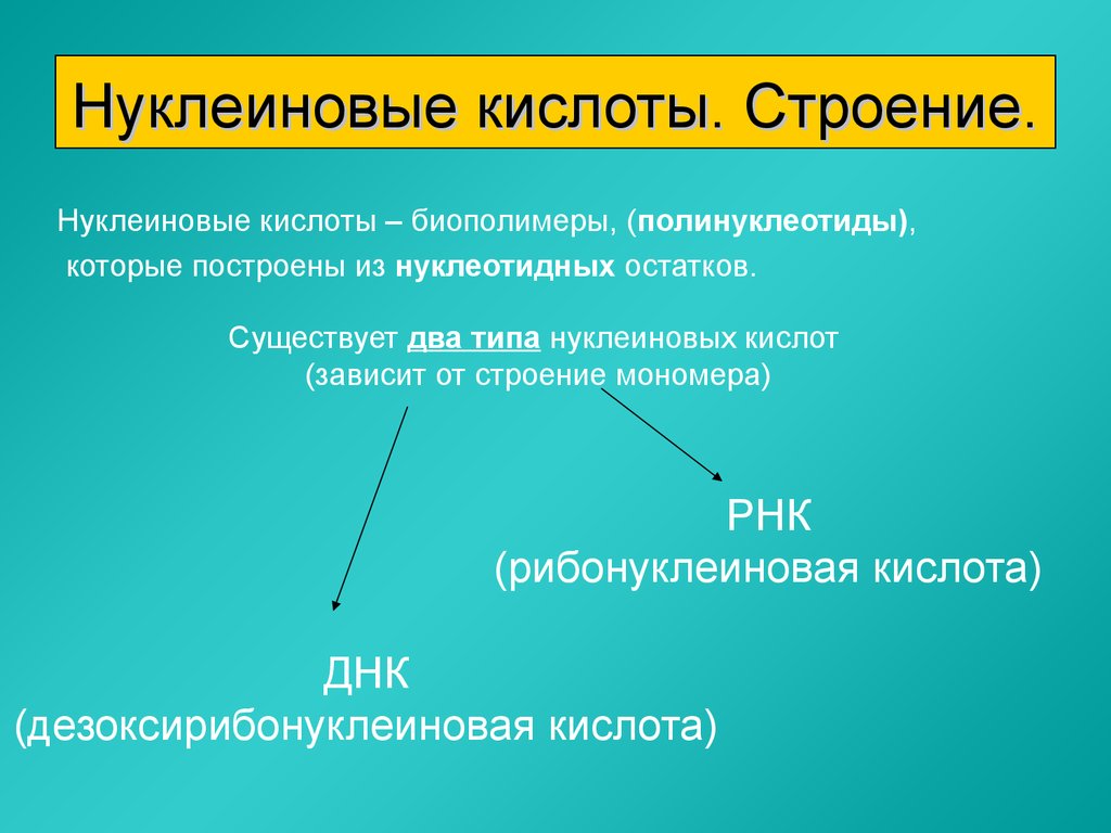 Строение и функции нуклеиновых