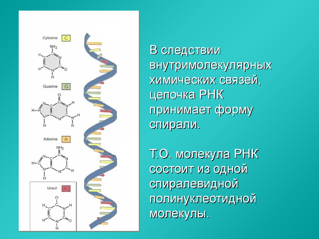 Рнк имеет форму. Цепочка РНК строение. Структура цепи РНК. Структура молекулы РНК. РНК состоит из одной полинуклеотидной цепи.