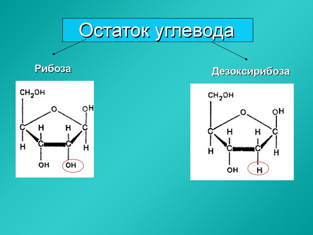 Рибоза и дезоксирибоза схема