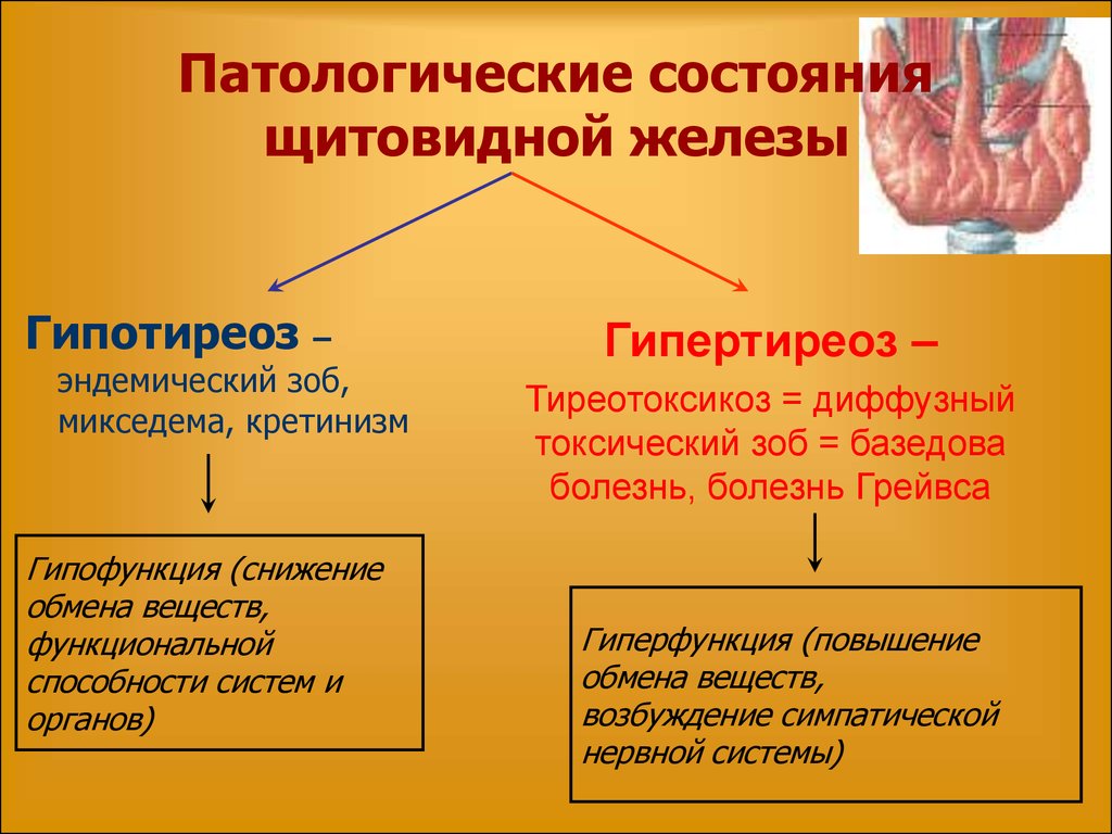 Чем отличается гипотиреоз. Гипофункция основного гормона щитовидной железы. Щитовидная железа гормоны гиперфункция и гипофункция. Гормоны щитовидной железы гипо и гиперфункция. Проявление гипофункции щитовидной железы.