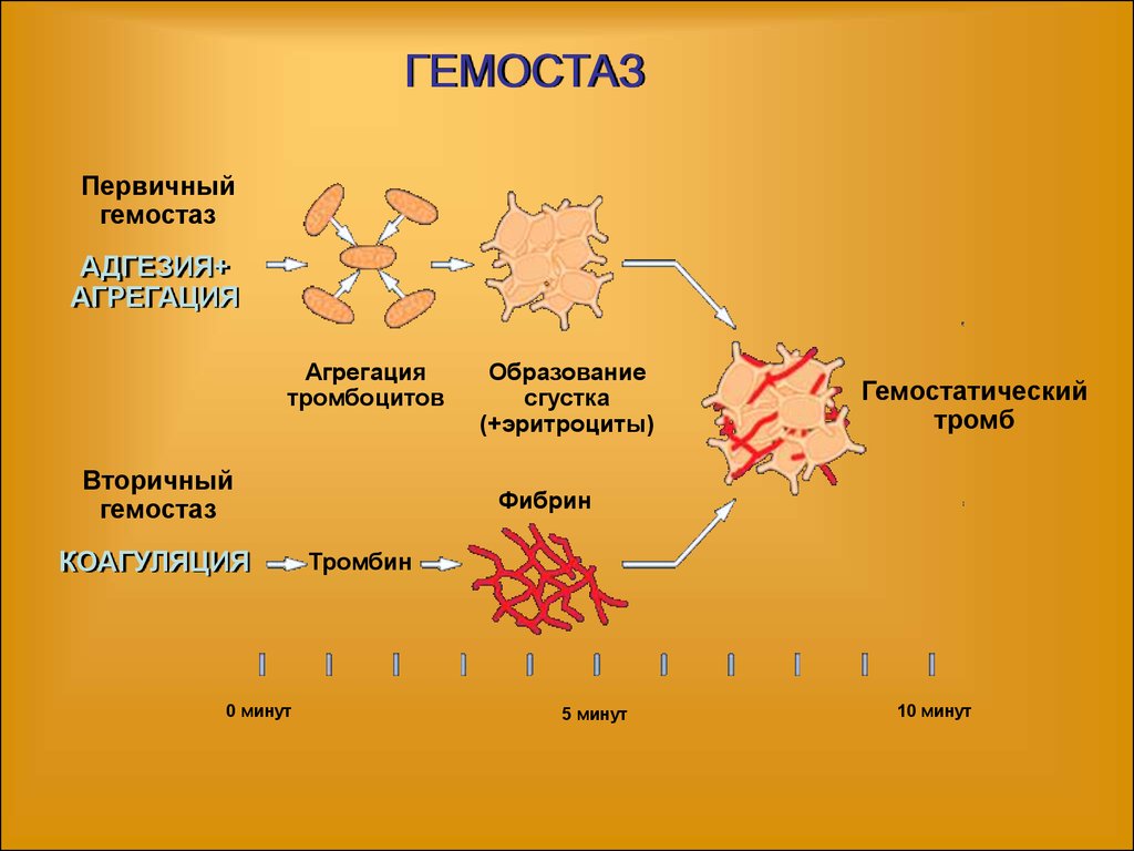 Первичный гемостаз схема