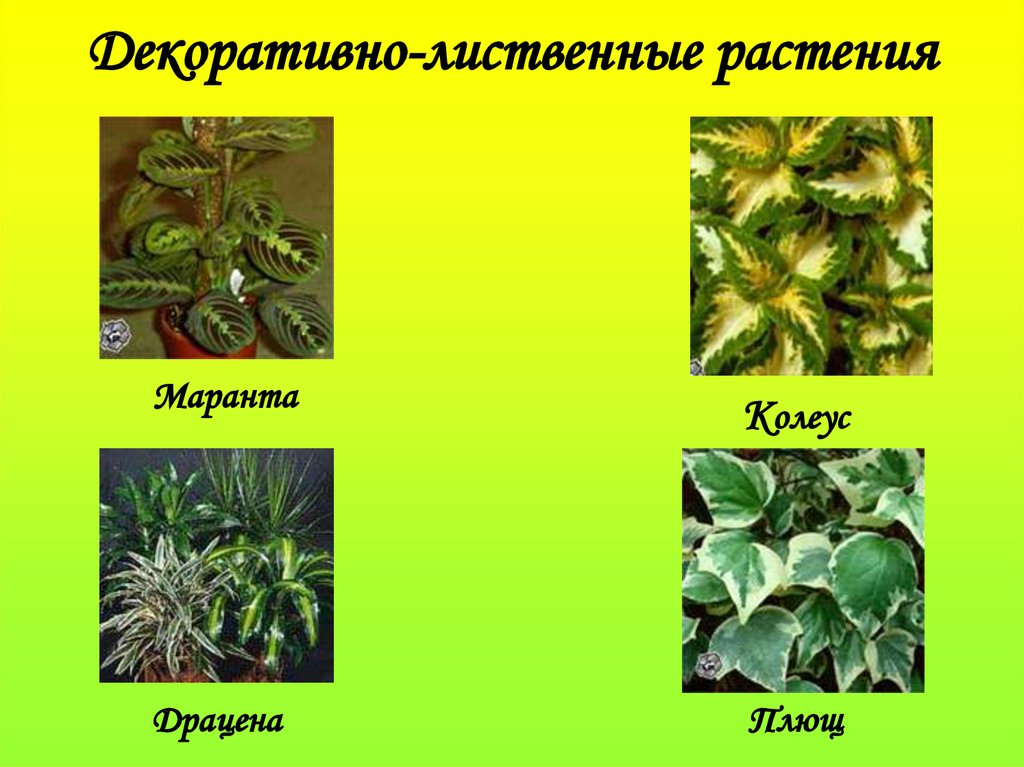 Декоративные растения презентация