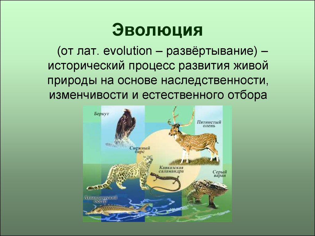 Эволюционная биология это