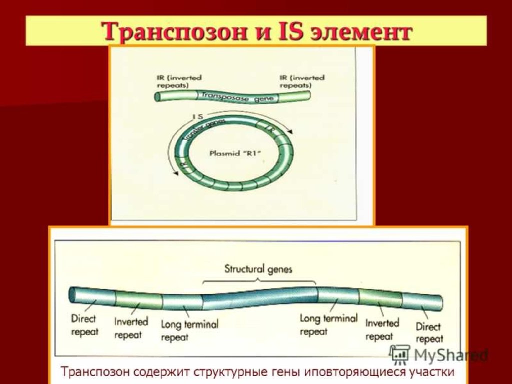 Элементы плазмид