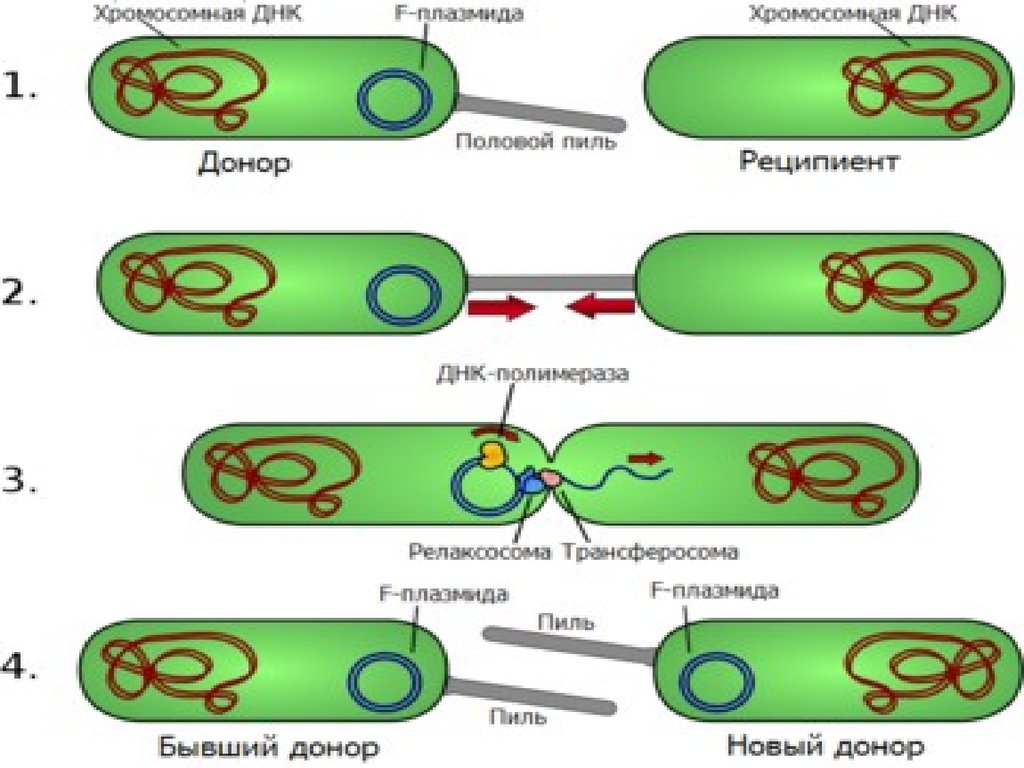 Исследователь трансформировал клетки бактерий плазмидой содержащей ген. Трансдукция микроорганизмов. Конъюгация бактерий схема. Трансдукция конъюгация (генетика). Трансформация и трансдукция.