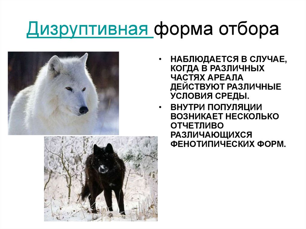 Дизруптивный отбор. Примеры дизруптивного отбора. Дизруптивная форма. Разрывающий отбор примеры.