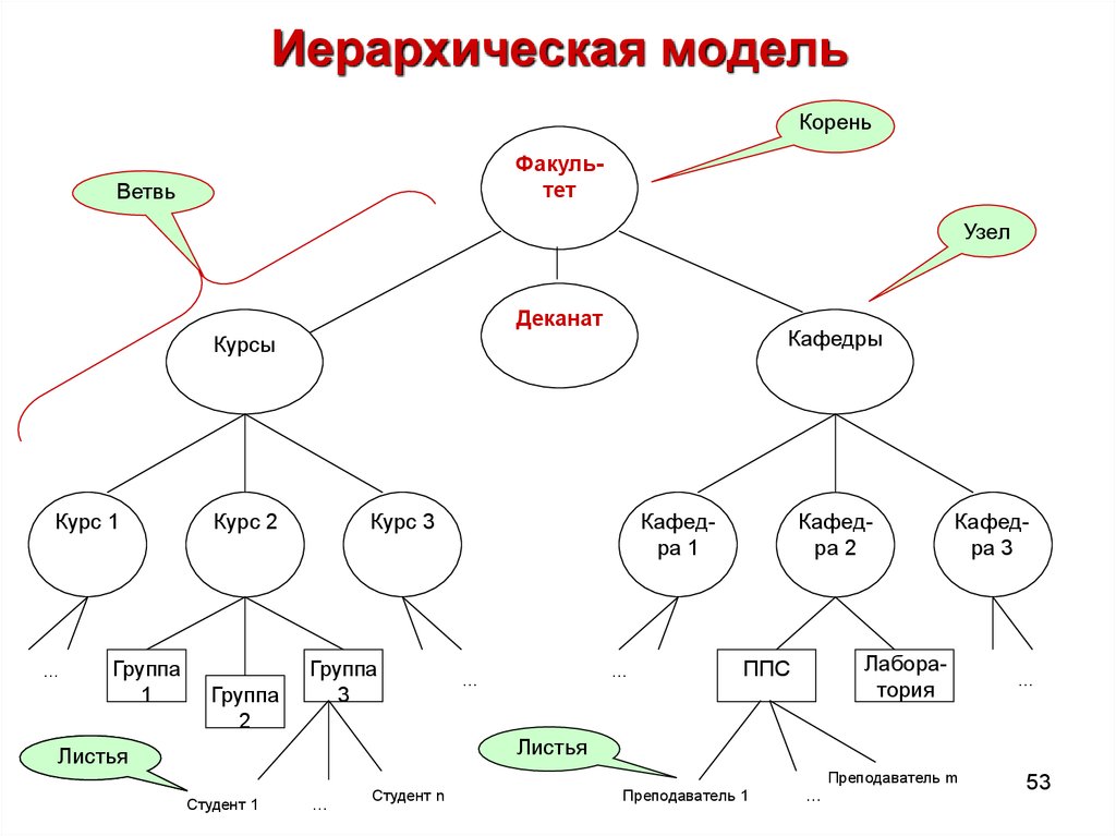 Граф иерархической системы называется корнем схемой предком деревом